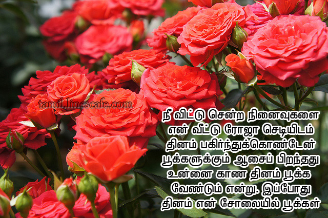 Super Tamil Love Kavithai With Rose FlowersNe Vitu Sendra Ninaivugalai Nan En Vitu Roja Sediyidam pagirnthu Konden Pookalukum Asai piranthathu Unnai Thinamum Kana Vendum Endru Ippothu Thinam En Solayil Pookal