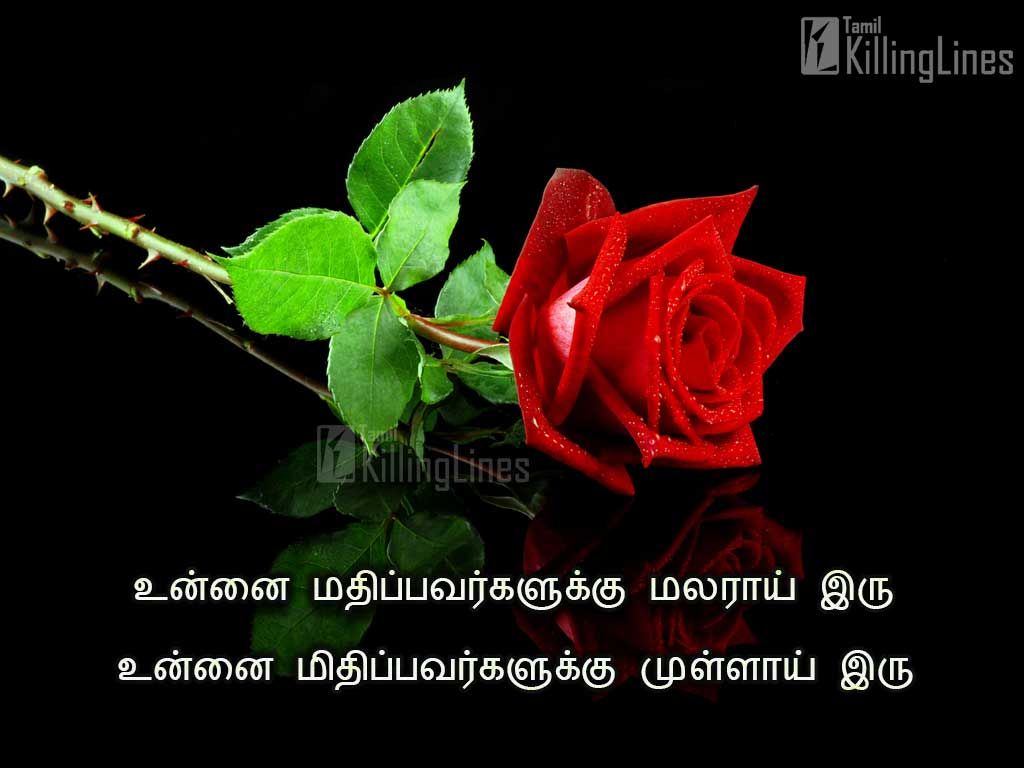 Beautiful Rose Flower Picture With Best Inspiring Quotes In TamilUnnai